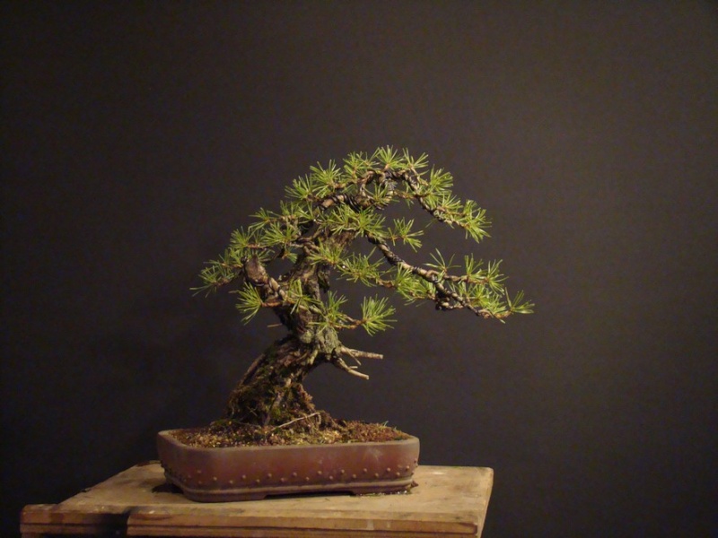 Pinus sylvestris 2006 - yamadori development Soba_910