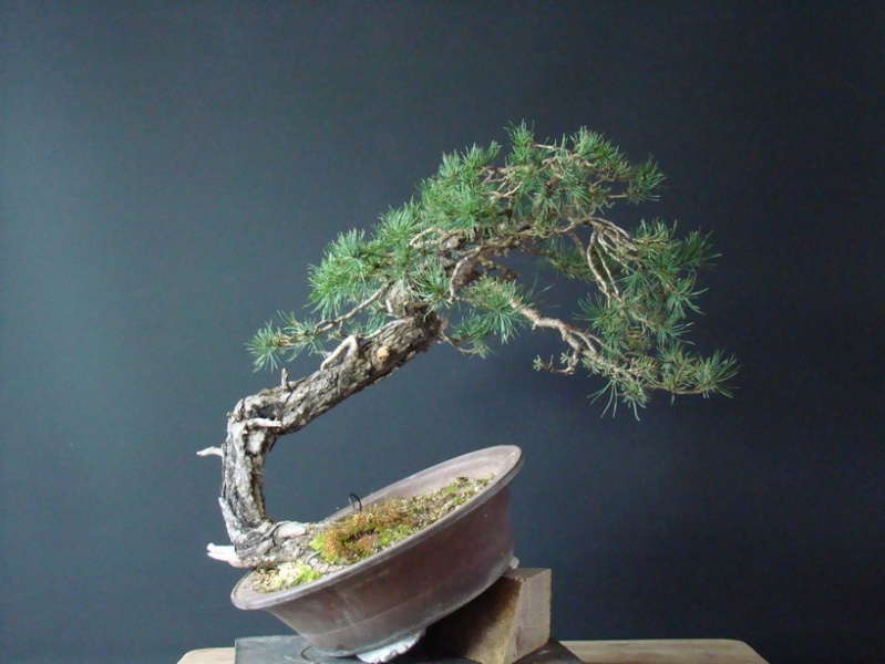 Yamadori Pinus sylvestris -owner Mirek Škrabal Tw_110