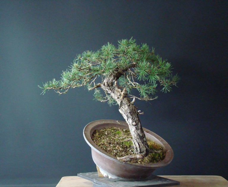 Yamadori Pinus sylvestris -owner Mirek Škrabal Tw_310