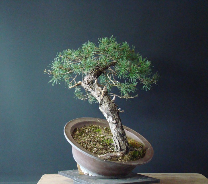 Yamadori Pinus sylvestris -owner Mirek Škrabal Tw_410