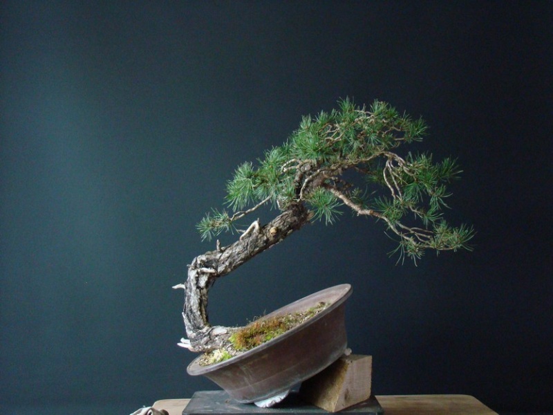 Yamadori Pinus sylvestris -owner Mirek Škrabal Tw_510