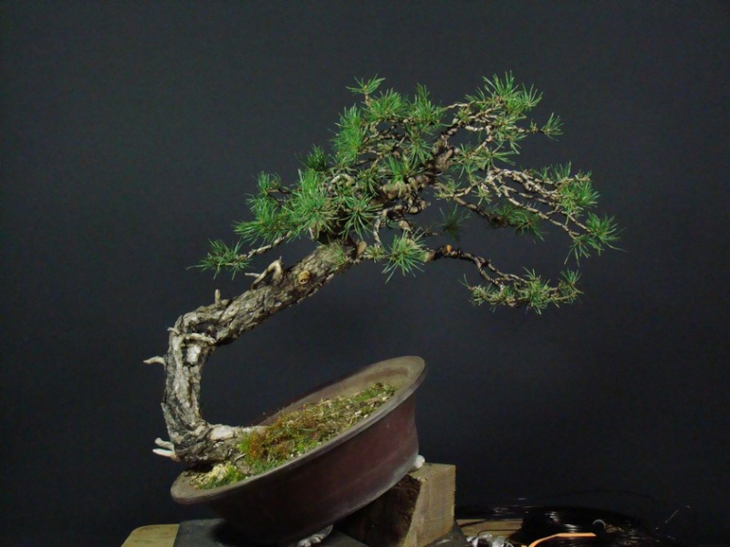 Yamadori Pinus sylvestris -owner Mirek Škrabal Tw_610