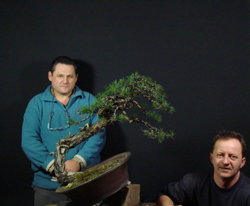 Yamadori Pinus sylvestris -owner Mirek Škrabal Tw_710