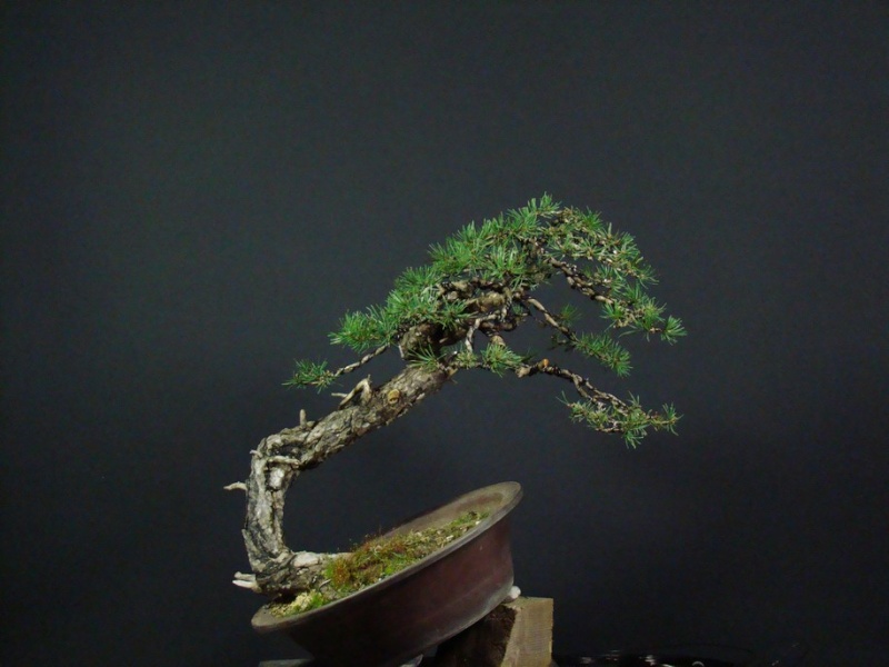 Yamadori Pinus sylvestris -owner Mirek Škrabal Tw_910