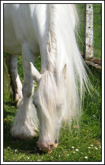 Indy Jones des Fagnes, étalon cremello au Domaine des Merveilles 54790110