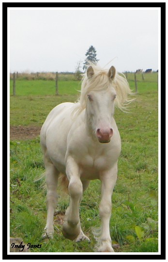 Indy Jones des Fagnes, étalon cremello au Domaine des Merveilles Aout_213