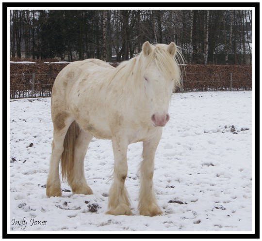 Indy Jones, étalon cremello disponible en Auvergne Favrie11