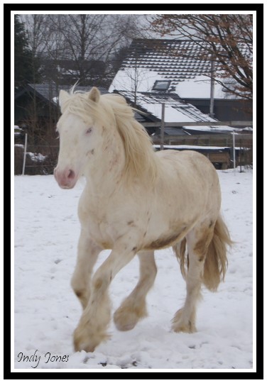 Indy Jones des Fagnes, étalon cremello au Domaine des Merveilles Favrie13