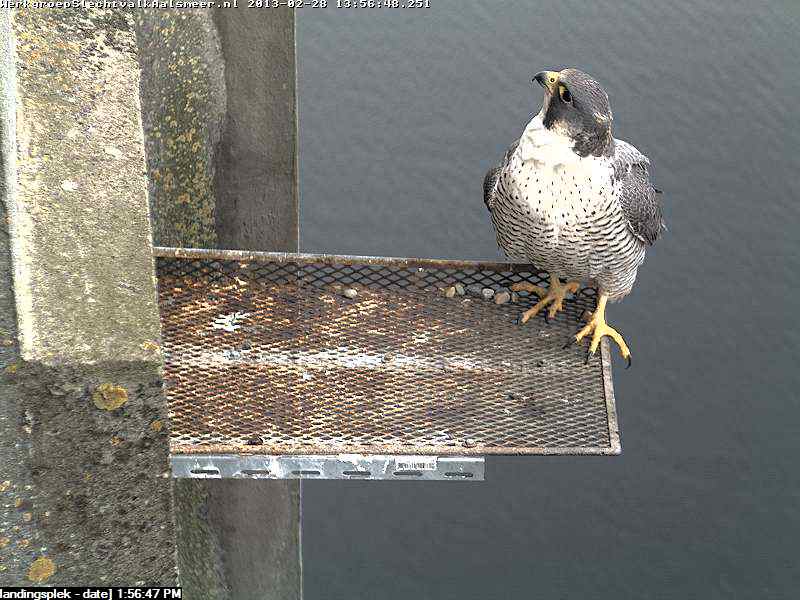 Aalsmeer/Watertoren.  Youngster en Sleggie /Sidonia - Pagina 8 Image46