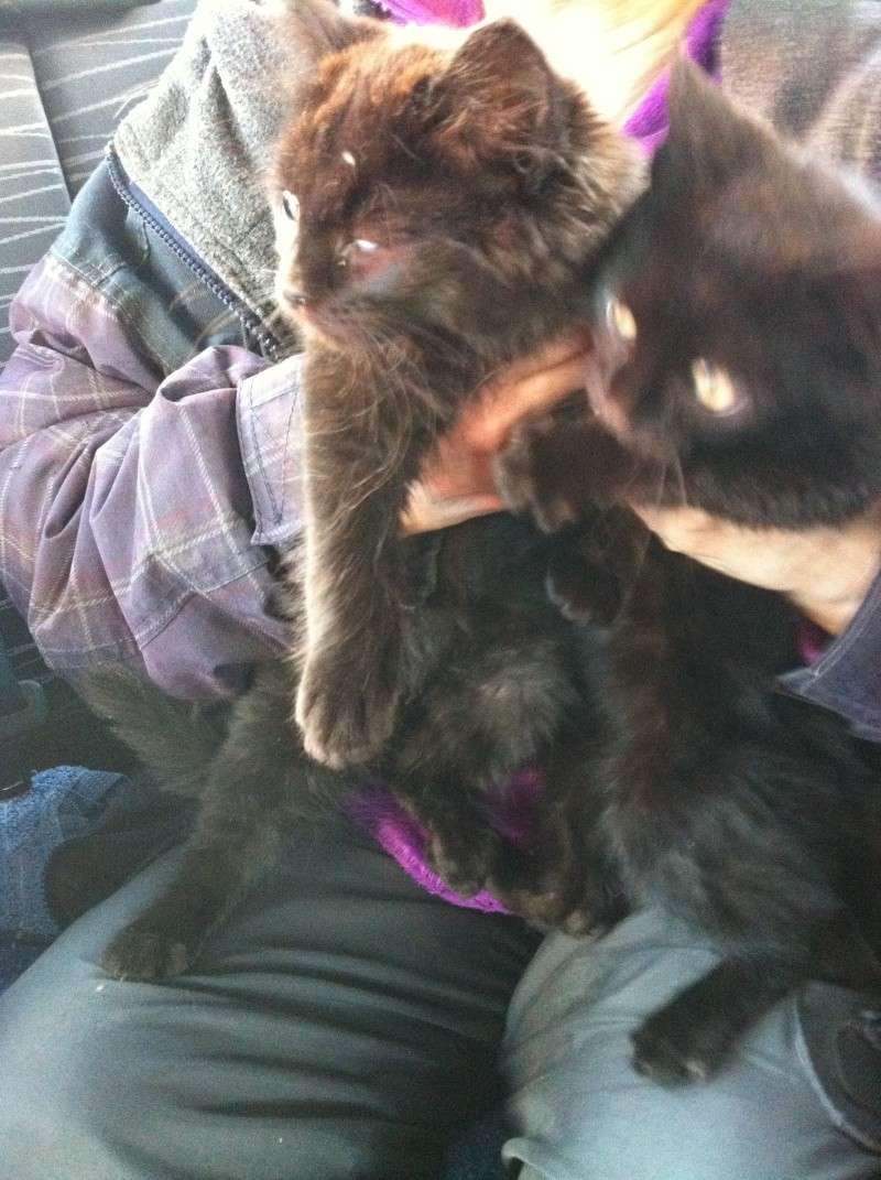  adoptés 2 chatons noirs environ 3mois et demi 04/06 004cha10