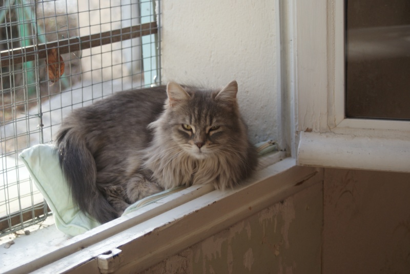  adoptée Heloise 1ans jolie chatte bleu a poil long 04/06 09810