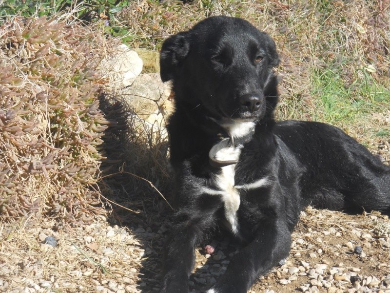 Trouvé jeune chienne 6 mois border collie à VOLX (04) le 28/11/2012 38618910