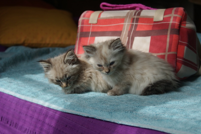  Adoptés Iris et Ikea  x birman 2mois  04/06 Iris_i10