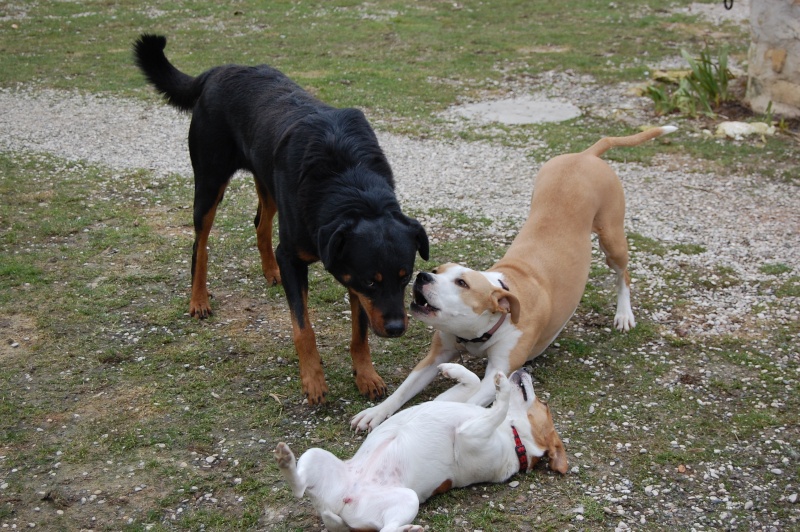 KELSO, X beauceron de 5 ans: une pépite pour maître connaisseur (60) - Page 5 Dsc_0026