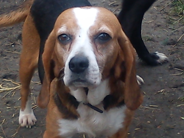 ALYZEE, beagle femelle, 3 ans 1/2 (86) Dsc00010