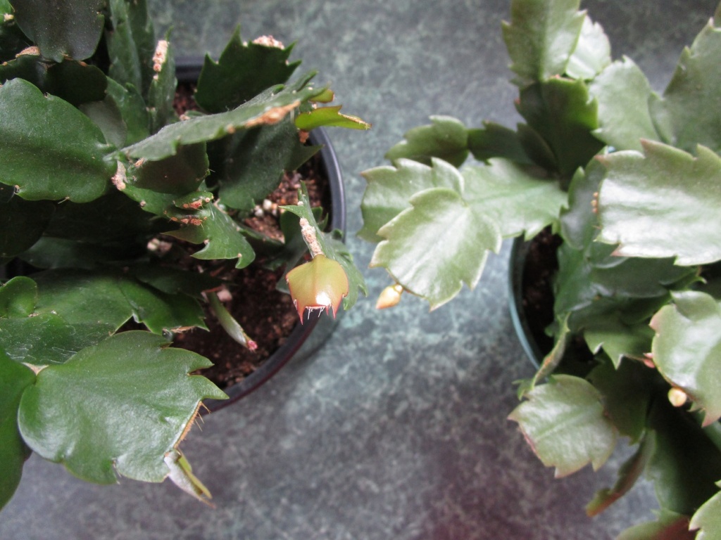 Schlumbergera 02110