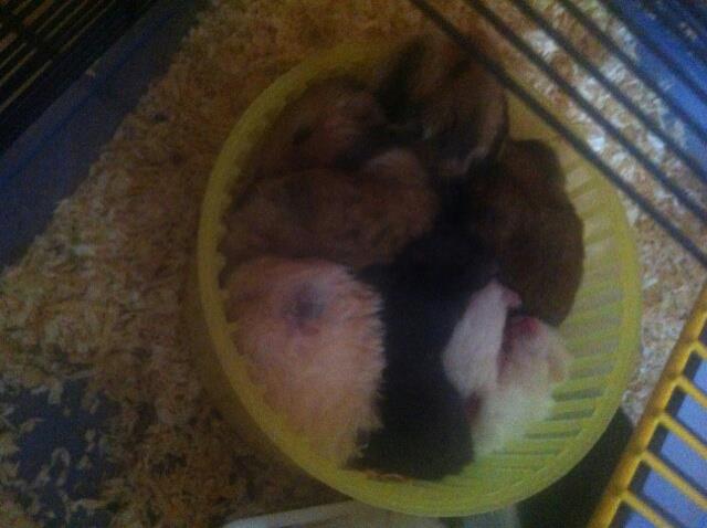 19 hamsters trouvés dans un carton...  56367510