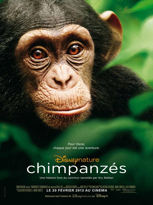 [Documentaire] Chimpanzés Chimpa11