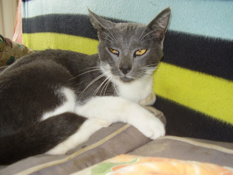 Jeune adulte chat mâle gris/bleu et blanc cherche une bonne maison 2013_014
