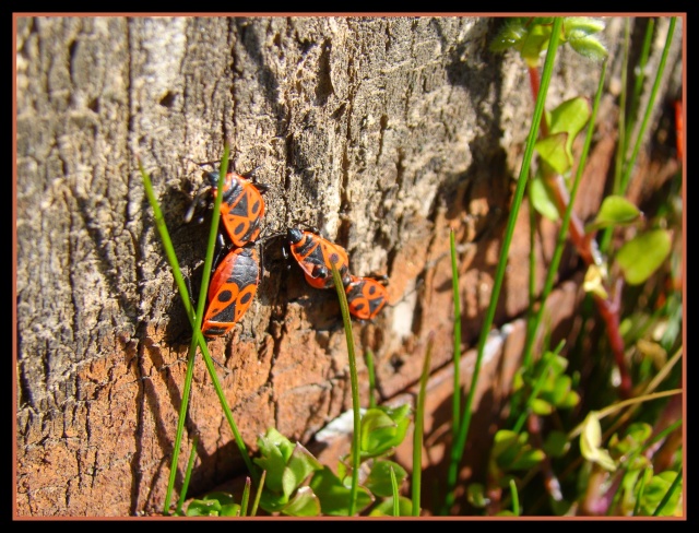 [Pyrrhocoris apterus]  (Le gendarme) Dsc01310