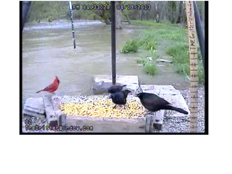 Webcam Arkansas oiseaux et divers - Page 2 Cardin10