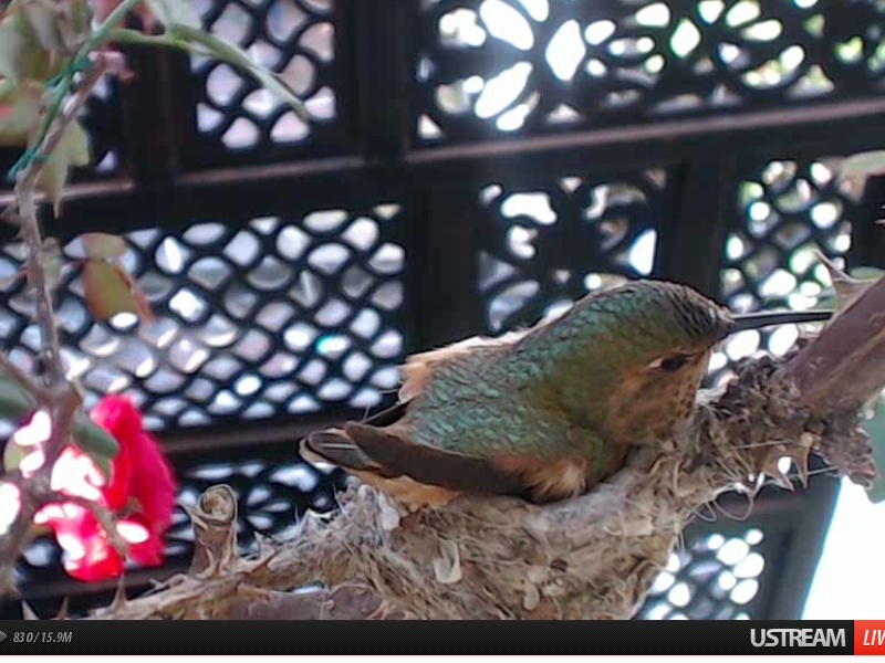 webcam en direct d'un nid de colibri [2012/2013] - Page 4 Oeufs_15