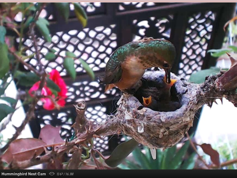 webcam en direct d'un nid de colibri [2012/2013] - Page 5 Oeufs_17