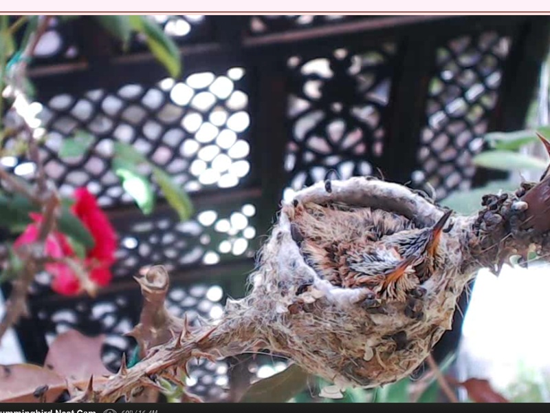 webcam en direct d'un nid de colibri [2012/2013] - Page 5 Oeufs_18