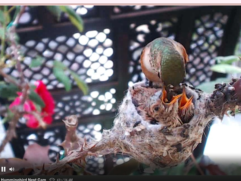 webcam en direct d'un nid de colibri [2012/2013] - Page 5 Oeufs_19