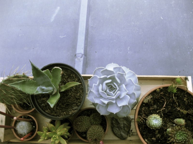 Les cactus Img_8310