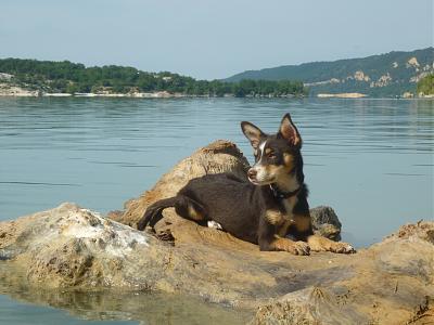 Adoptée !  - Irina X pinscher F - 2,5 mois - SPA Salon - en FA 13 P1030616