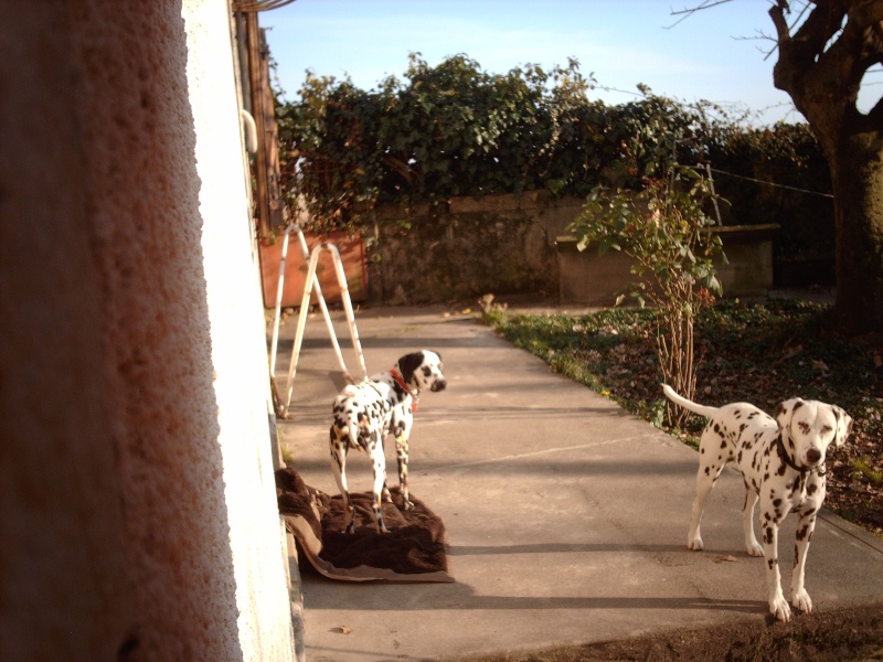 [ADOPTE]C.BEE - dalmatien M - 3 ans - en FA (dpt 64) - asso dalmaSF 29_01_17