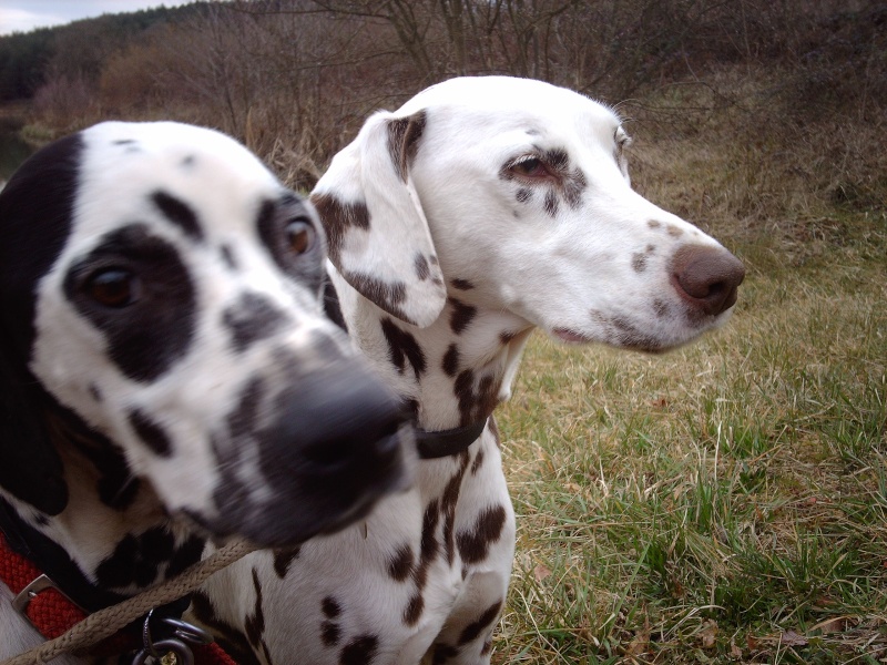 [ADOPTE]C.BEE - dalmatien M - 3 ans - en FA (dpt 64) - asso dalmaSF Cbee_n14