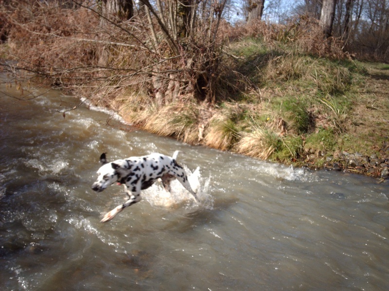 [ADOPTE]C.BEE - dalmatien M - 3 ans - en FA (dpt 64) - asso dalmaSF Cbee_n21