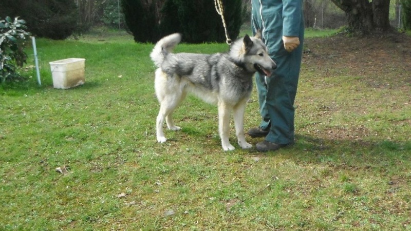 ILKO mâle malamute 2 ans - Aunay sur odon 14 11646_10