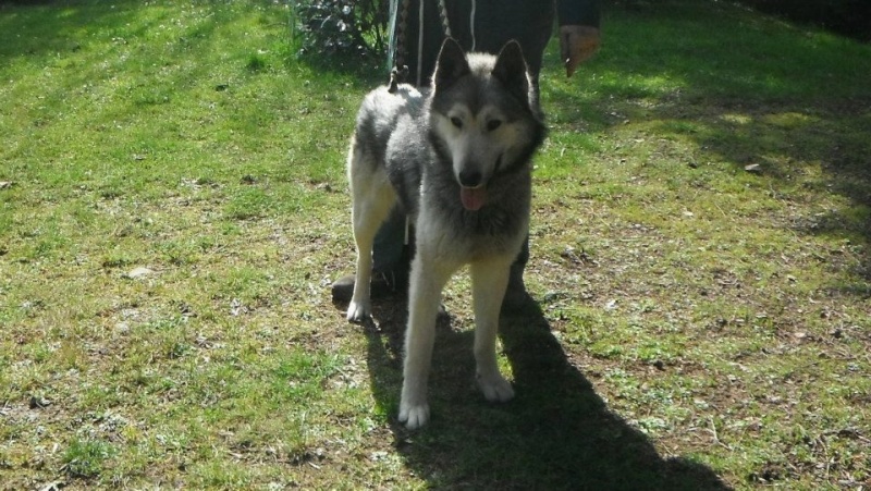 ILKO mâle malamute 2 ans - Aunay sur odon 14 52443410