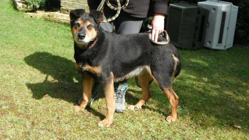 MALIKA croisée berger / beauceronne 8 ans - Aunay sur Odon  53371210