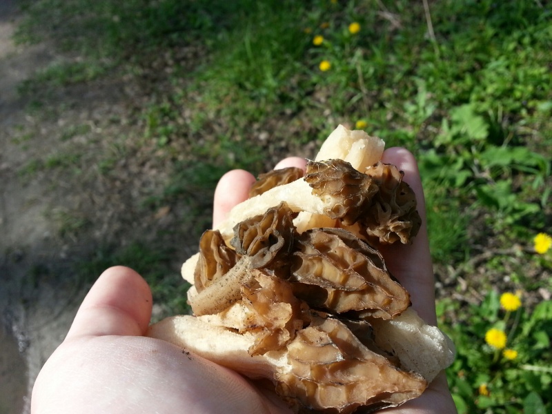 et les morilles elles poussent ? 20130310