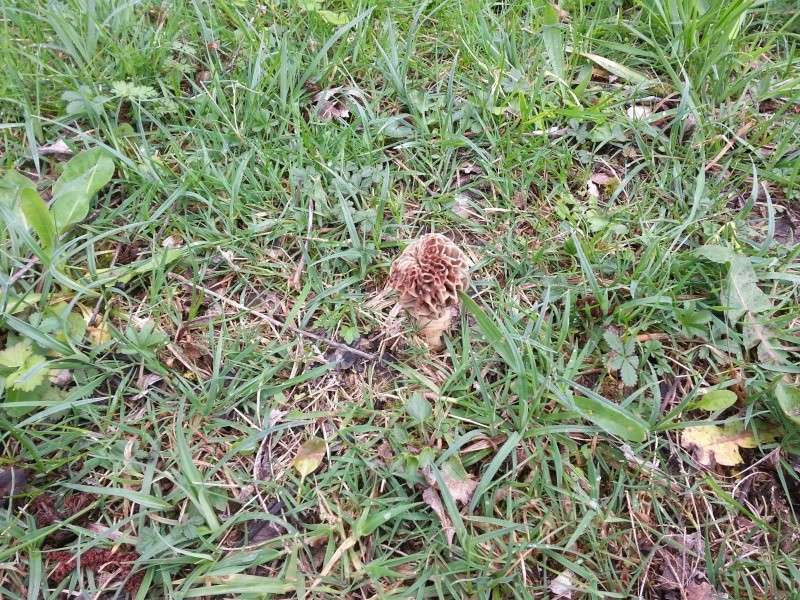 et les morilles elles poussent ? 20130410