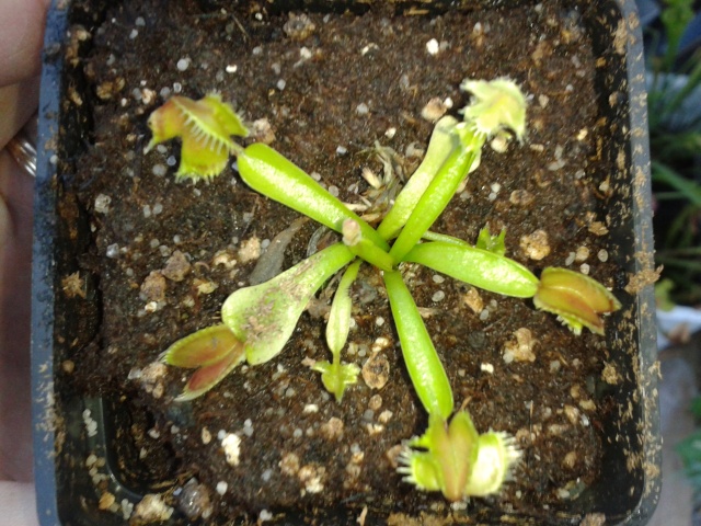Dionaea 'The Master of Disaster'  2013-031