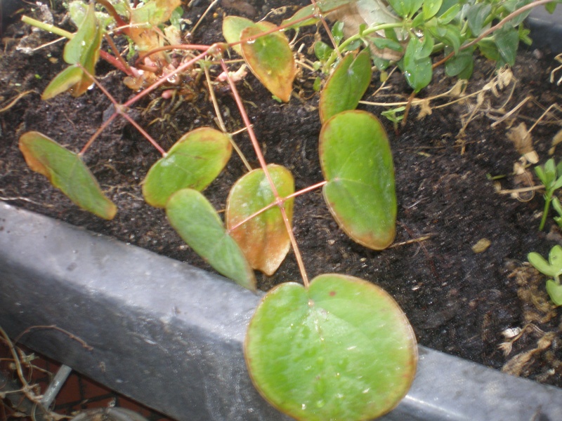 plante couvre sol.  Epimedium P4180110