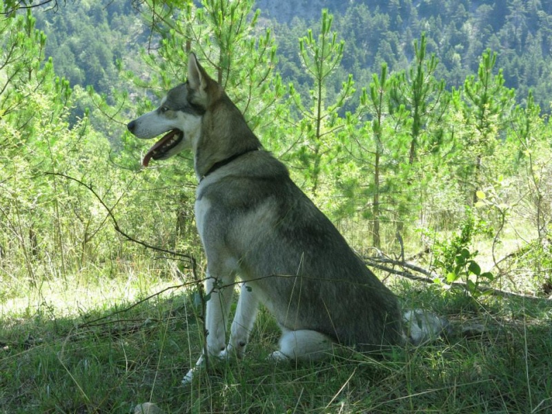 Tikamek Siberian Husky 14 mois ASSO 26 ADOPTE 53191910
