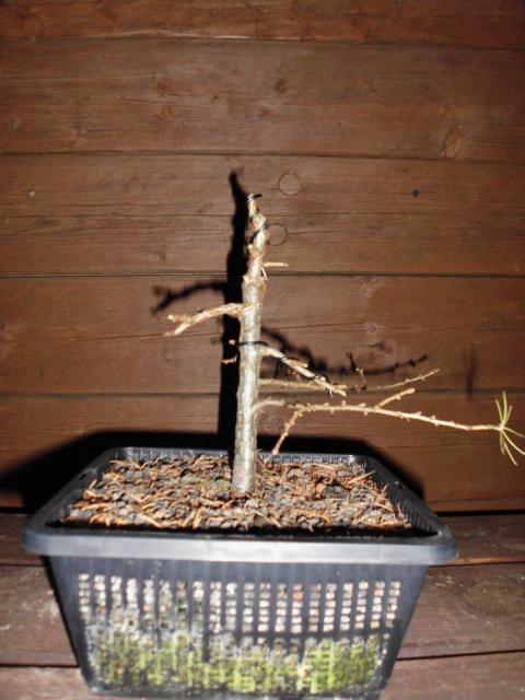 Larix decidua Chuhin K640_129