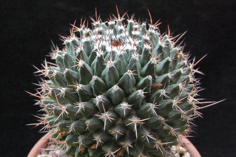 Mammillaria mystax forms -2020010