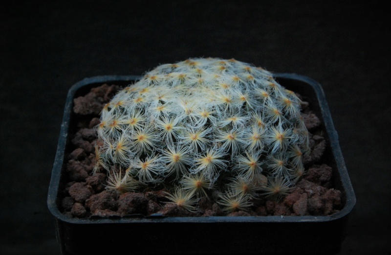 Mammillaria schiedeana -2021015