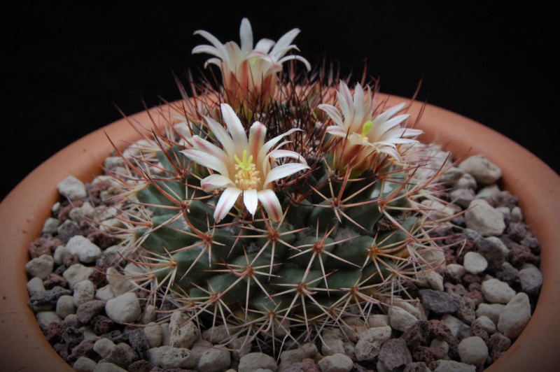 Mammillaria bocensis 10016-10