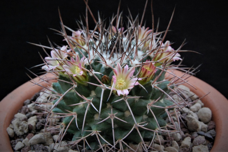 Mammillaria carnea 10017-10