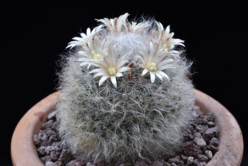 Mammillaria bocasana 11006-13