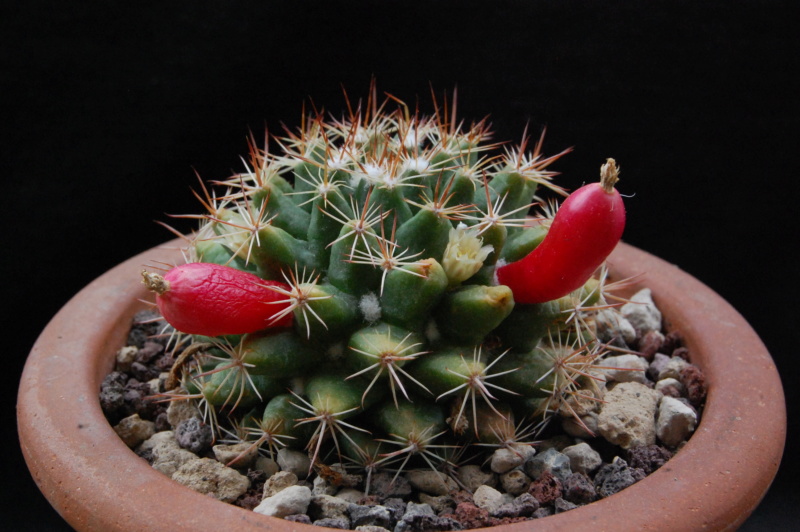 Mammillaria mammillaris 11045-11