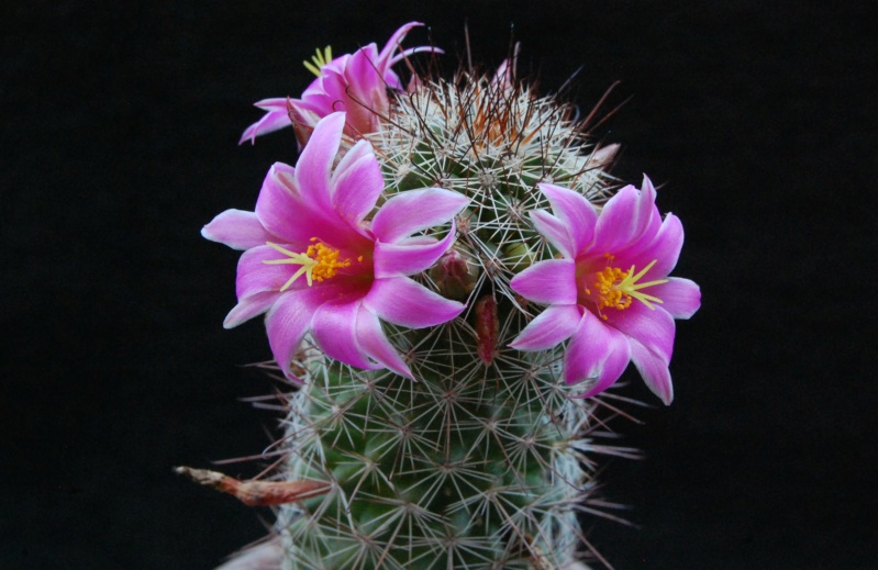 Mammillaria occidentalis 11053-10